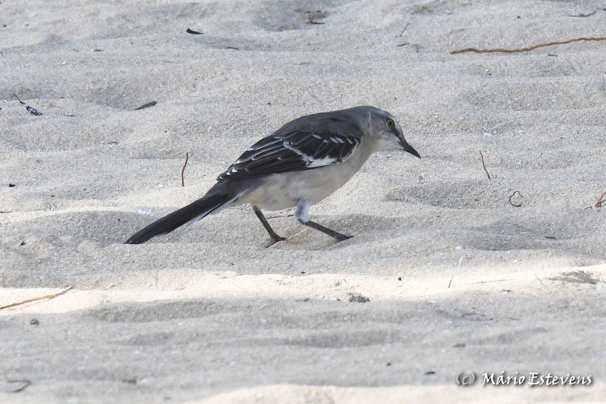 Northern Mockingbird - ML608758150