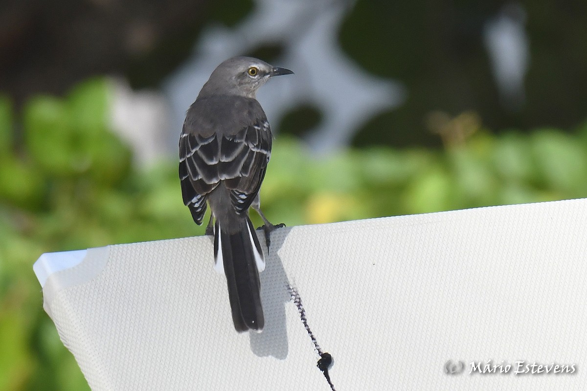 Northern Mockingbird - Mário Estevens