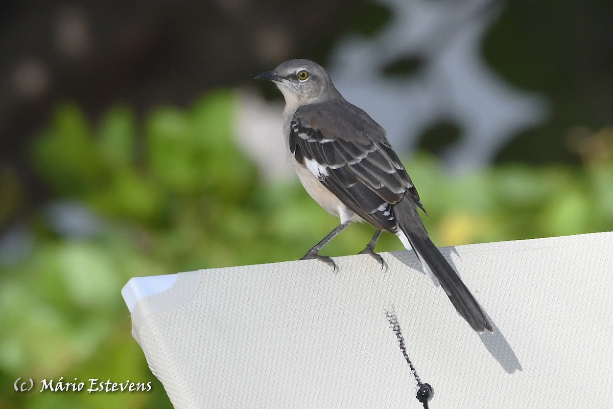 Northern Mockingbird - ML608758152