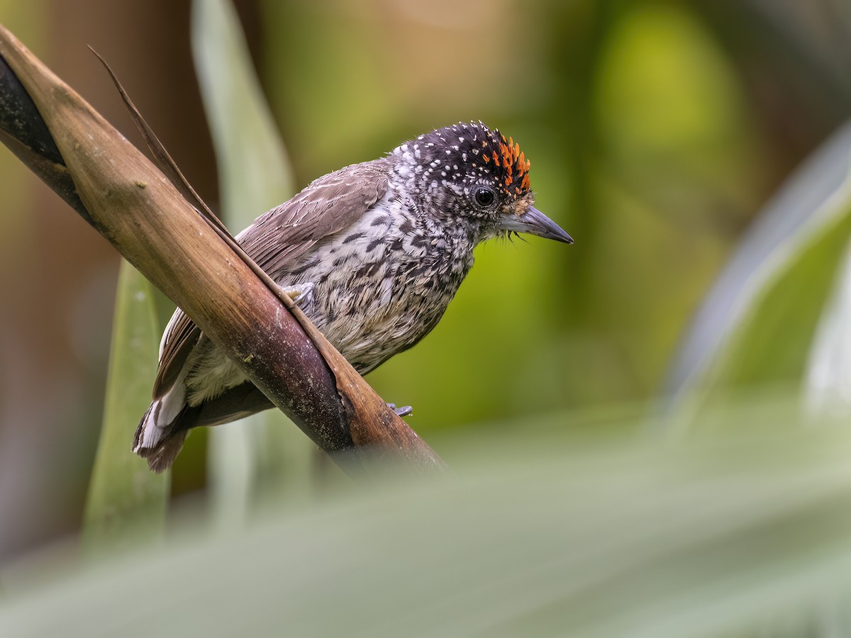 Ocellated Piculet - Andres Vasquez Noboa