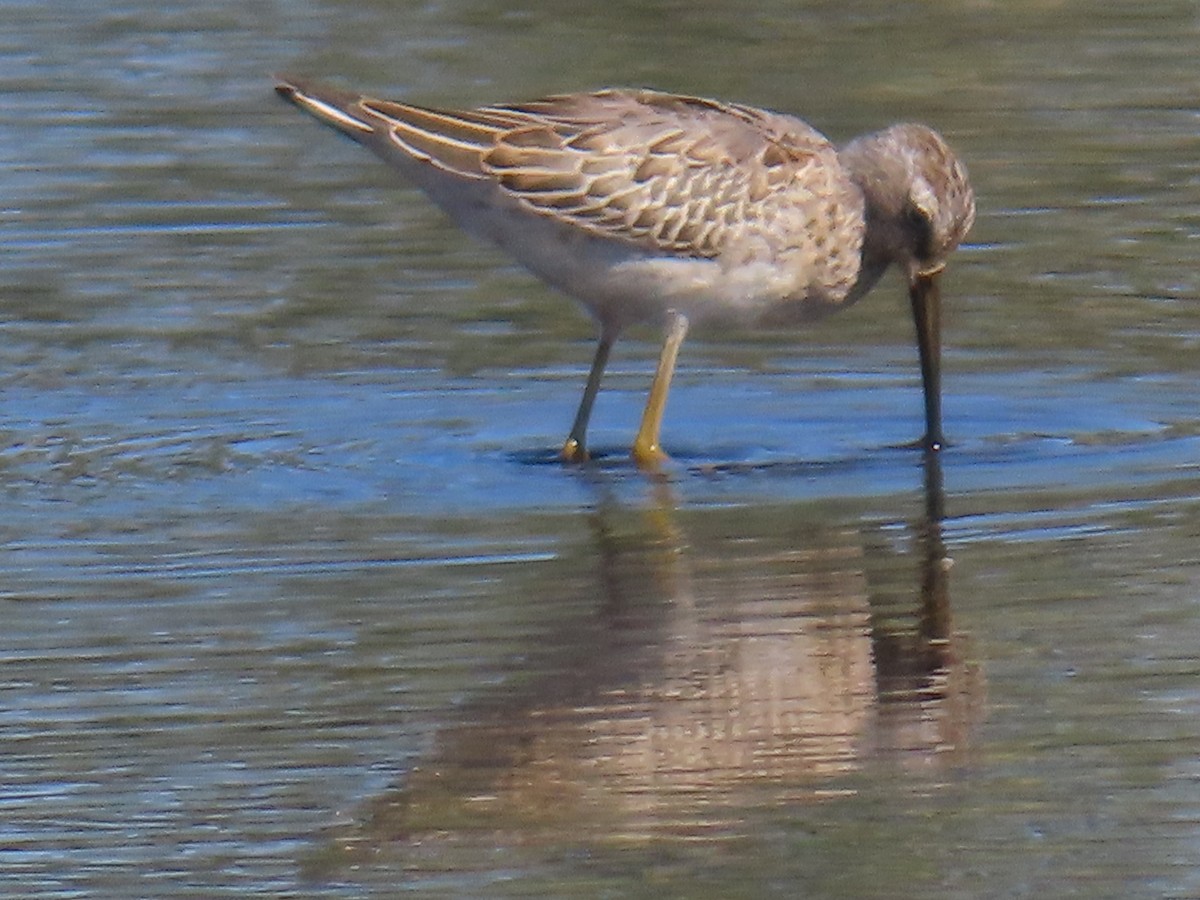 Stilt Sandpiper - ML608758230