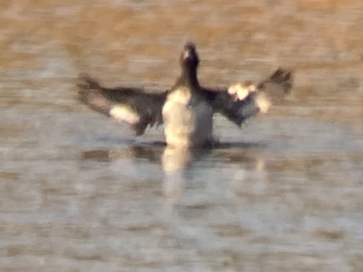 Lesser Scaup - ML608758301