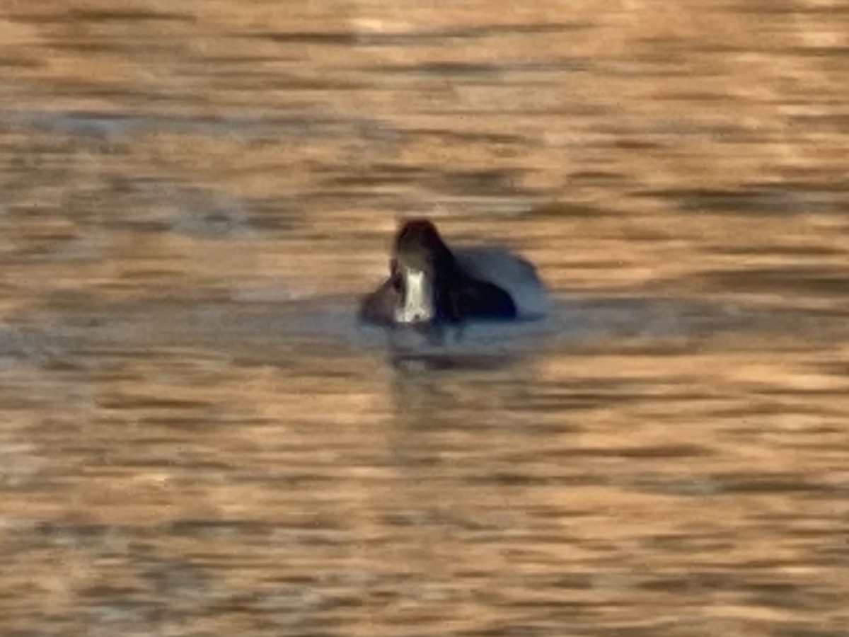 Lesser Scaup - ML608758302