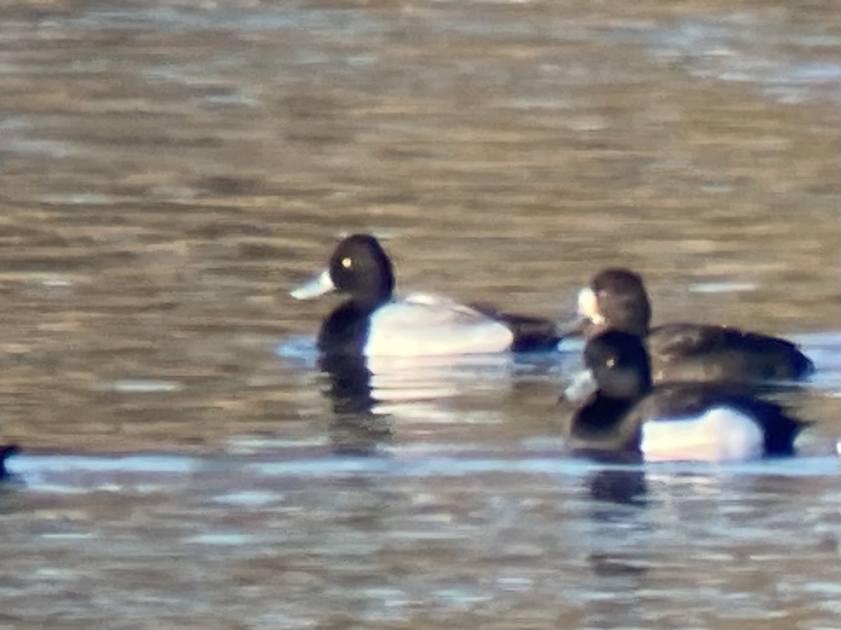 Lesser Scaup - ML608758303