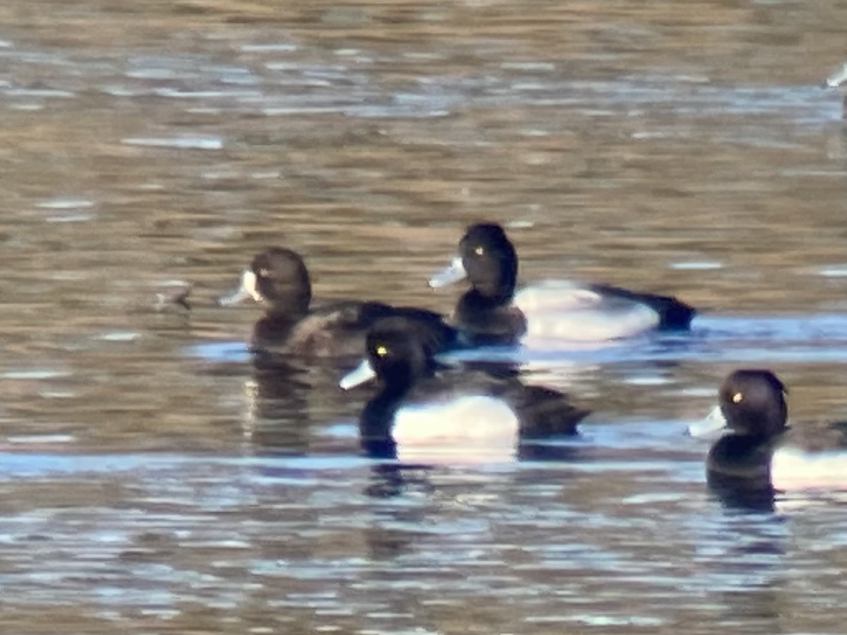 Lesser Scaup - ML608758304