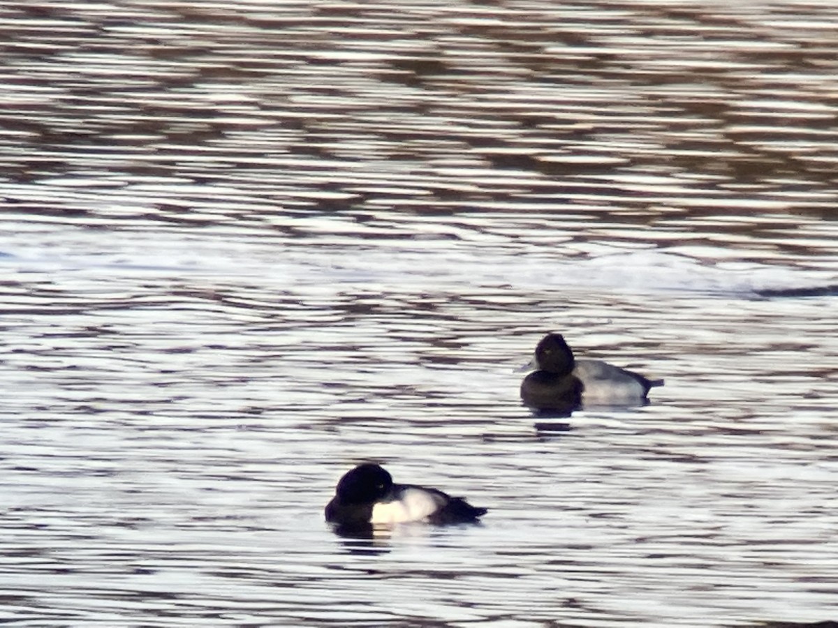 Lesser Scaup - ML608758306