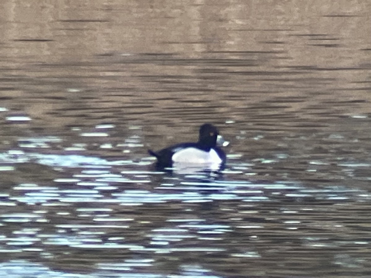 Ring-necked Duck - ML608758330