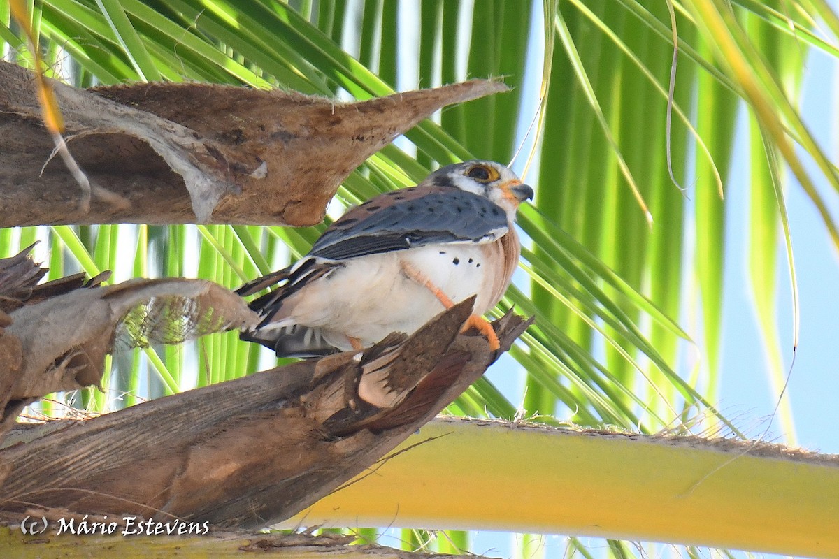 American Kestrel - ML608758349