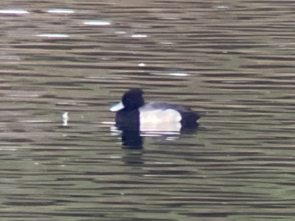 Common Pochard x Tufted Duck (hybrid) - ML608758389