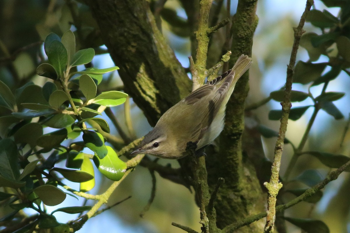 Red-eyed Vireo - ML608758420