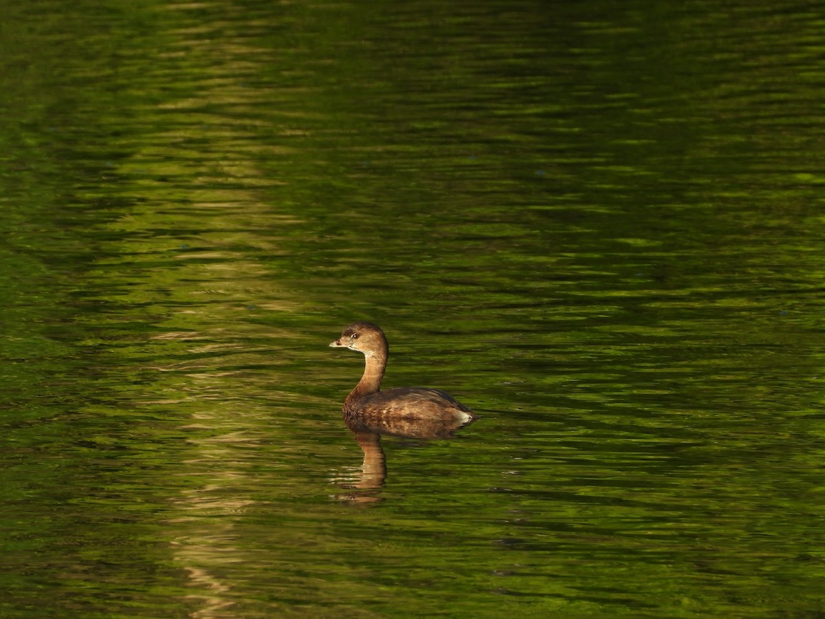 Pied-billed Grebe - 承恩 (Cheng-En) 謝 (HSIEH)