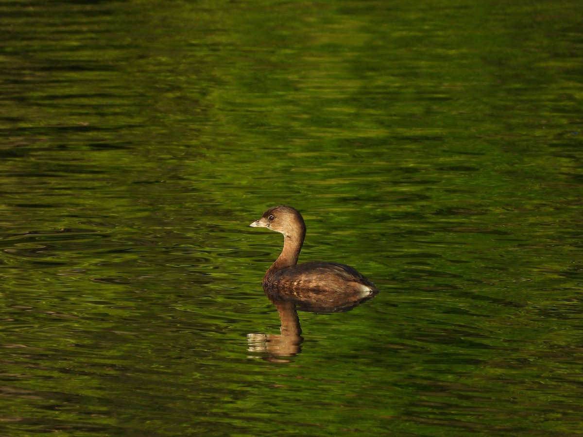 Pied-billed Grebe - 承恩 (Cheng-En) 謝 (HSIEH)