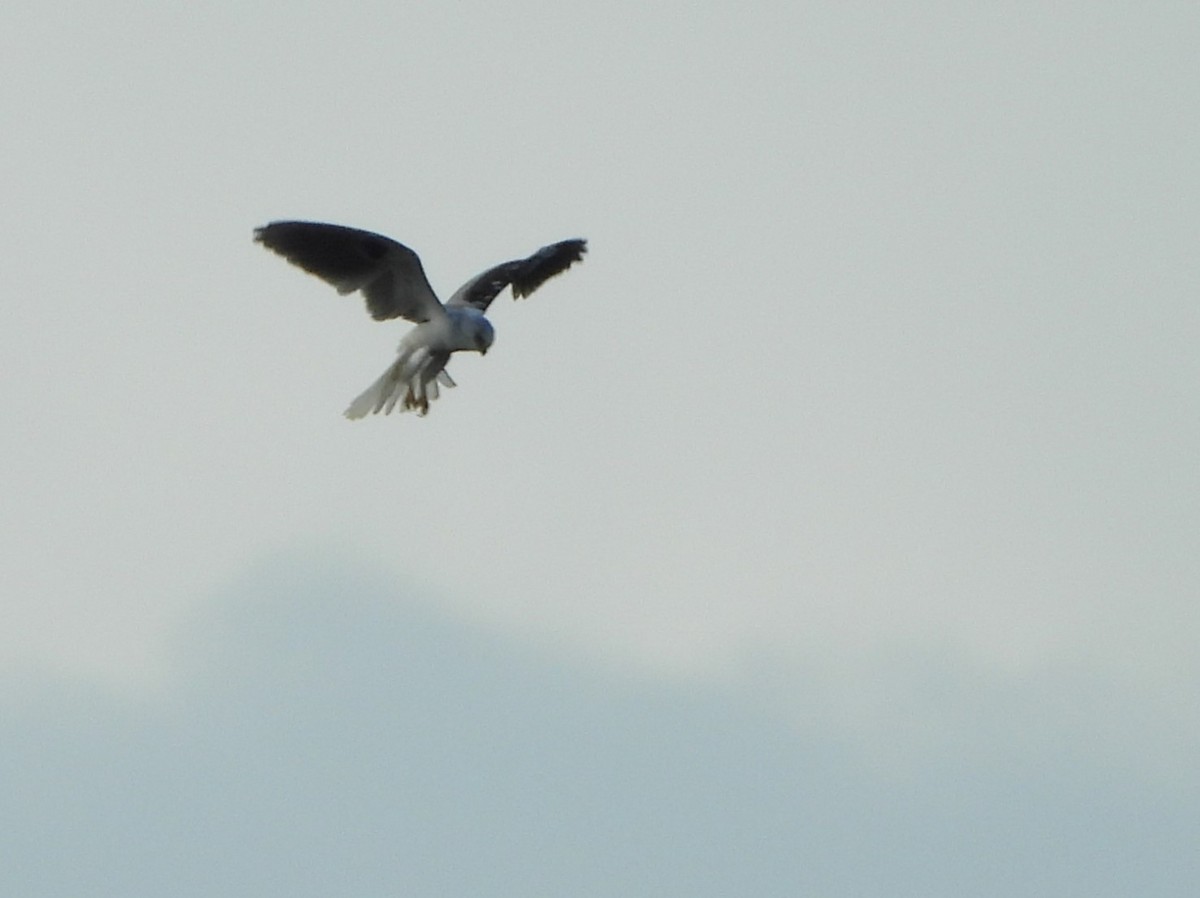 White-tailed Kite - 承恩 (Cheng-En) 謝 (HSIEH)