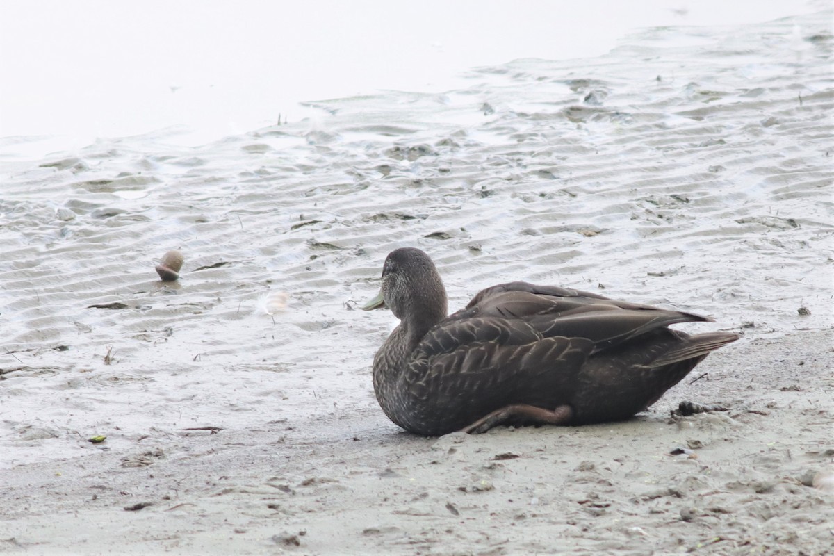 American Black Duck - ML608758690