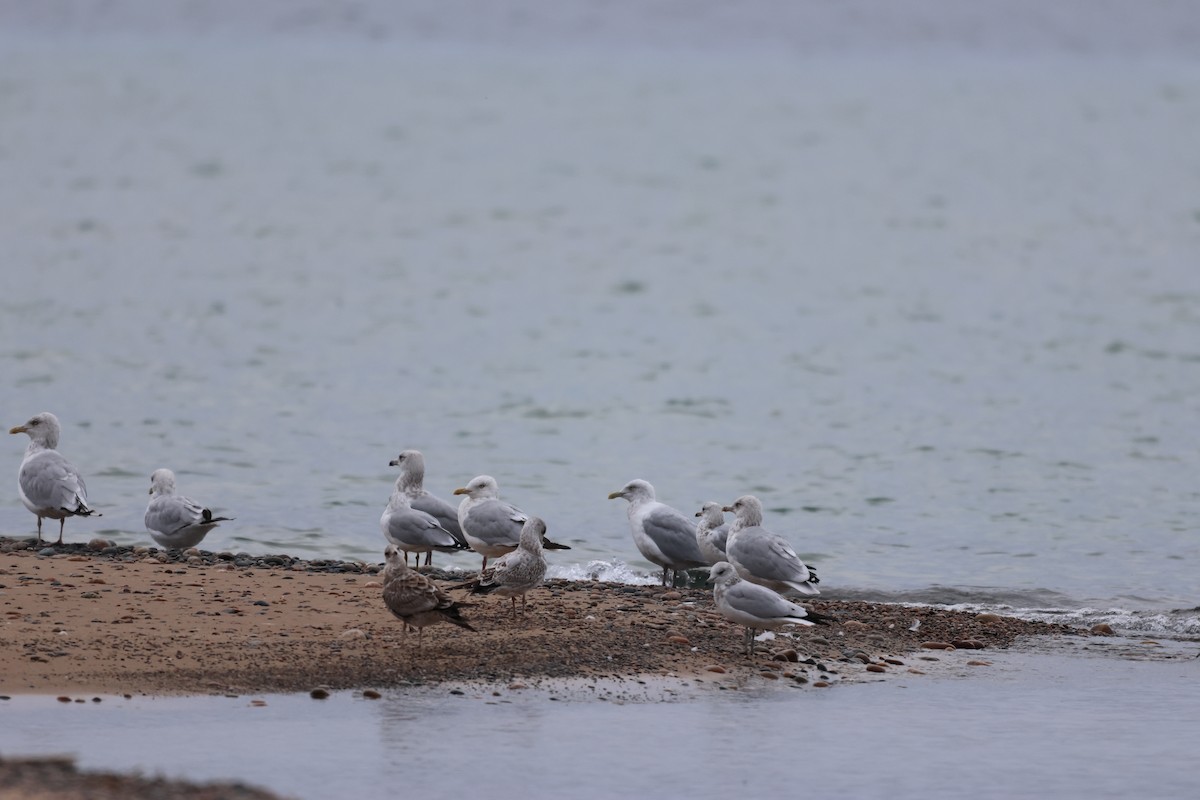 Ring-billed Gull - ML608758698