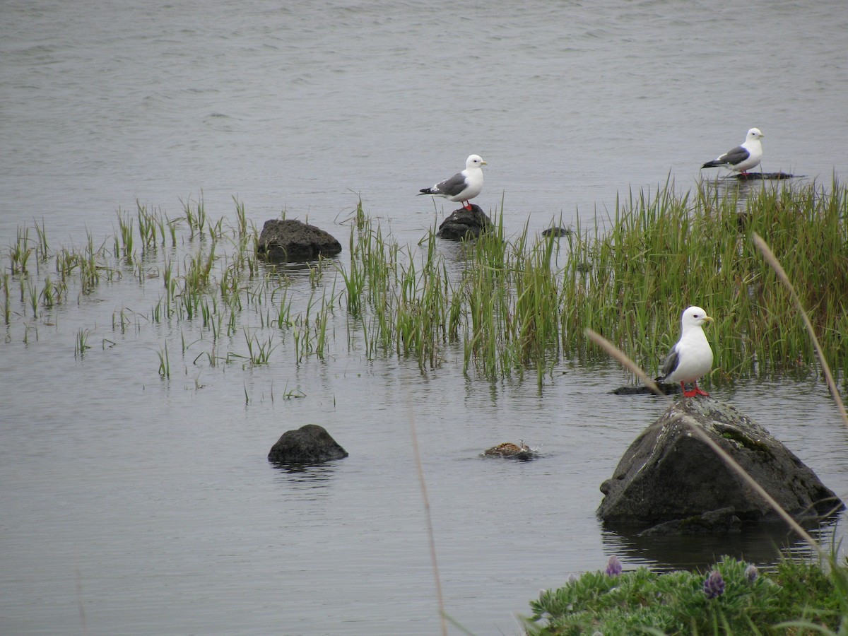 Red-legged Kittiwake - ML608758701