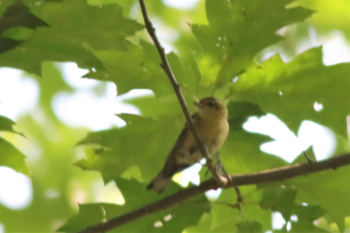 Blackburnian Warbler - ML608758781