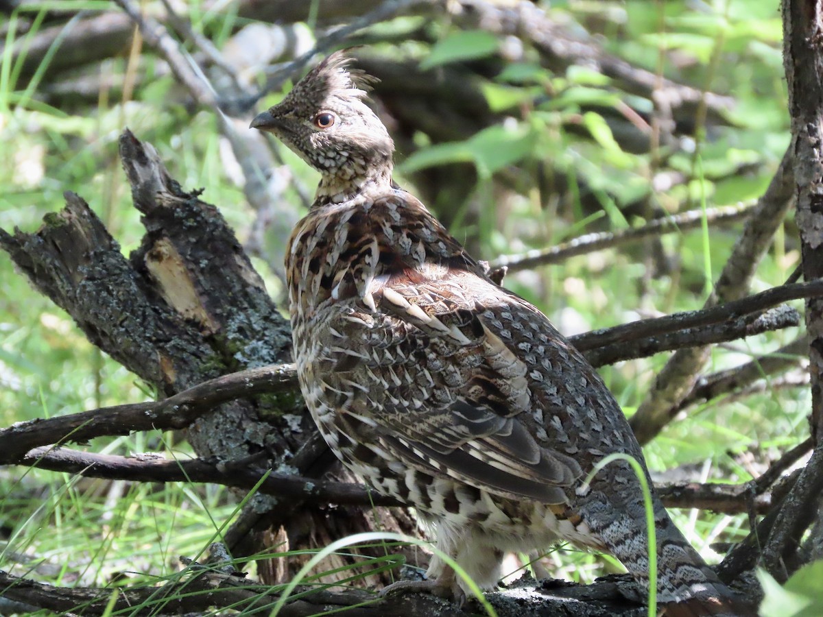 Ruffed Grouse - Dona Trodd