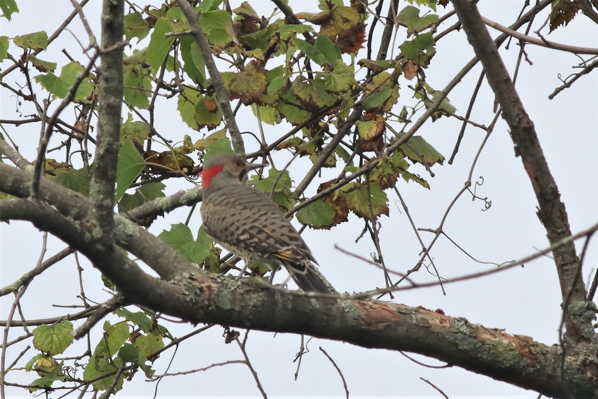 Northern Flicker (Yellow-shafted) - ML608758855