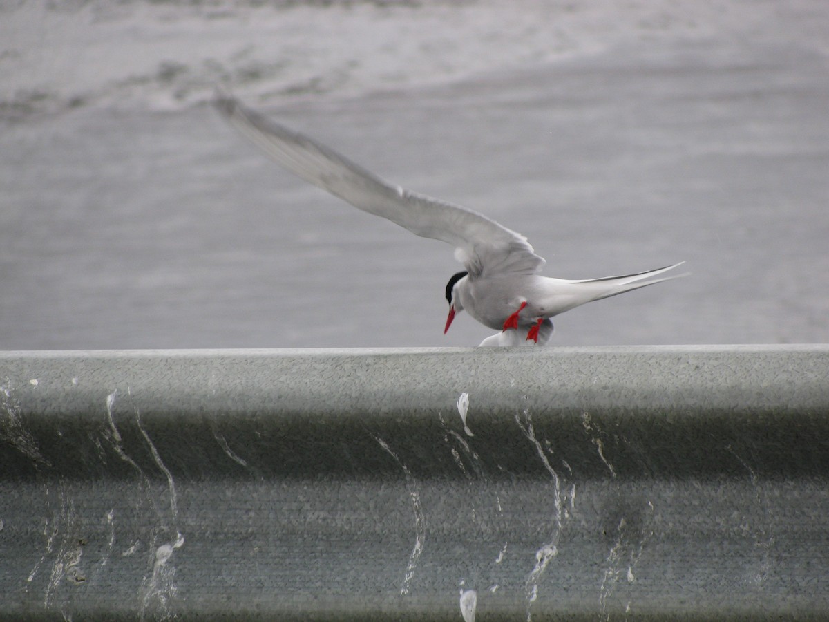 Arctic Tern - ML608758927