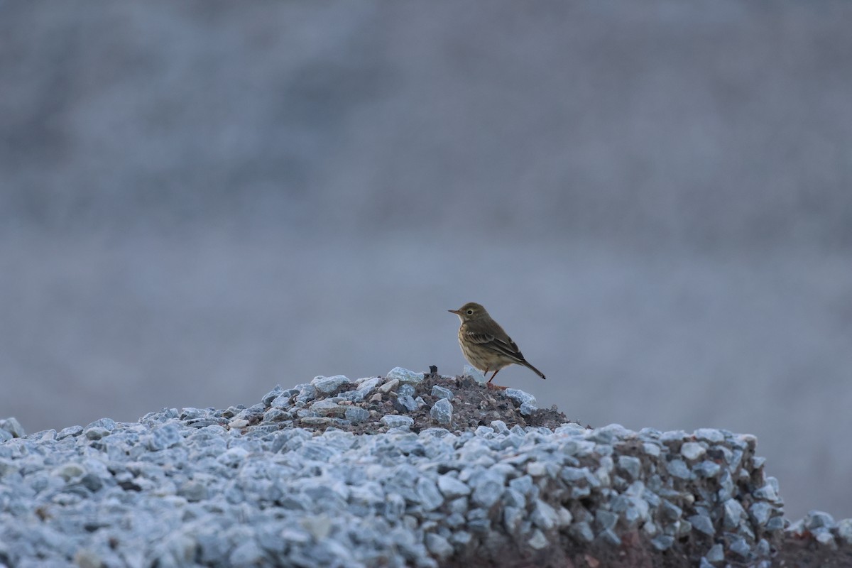 American Pipit - ML608758981
