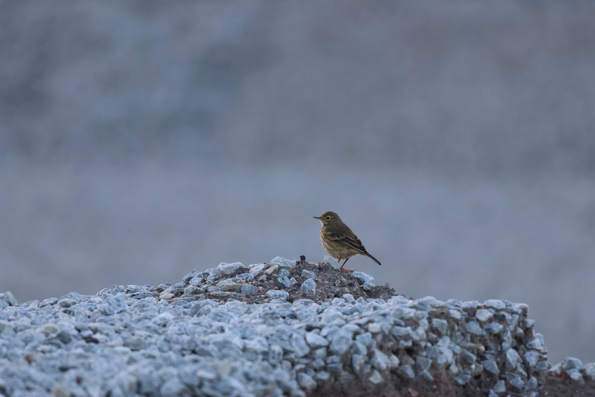 Pipit d'Amérique - ML608758981