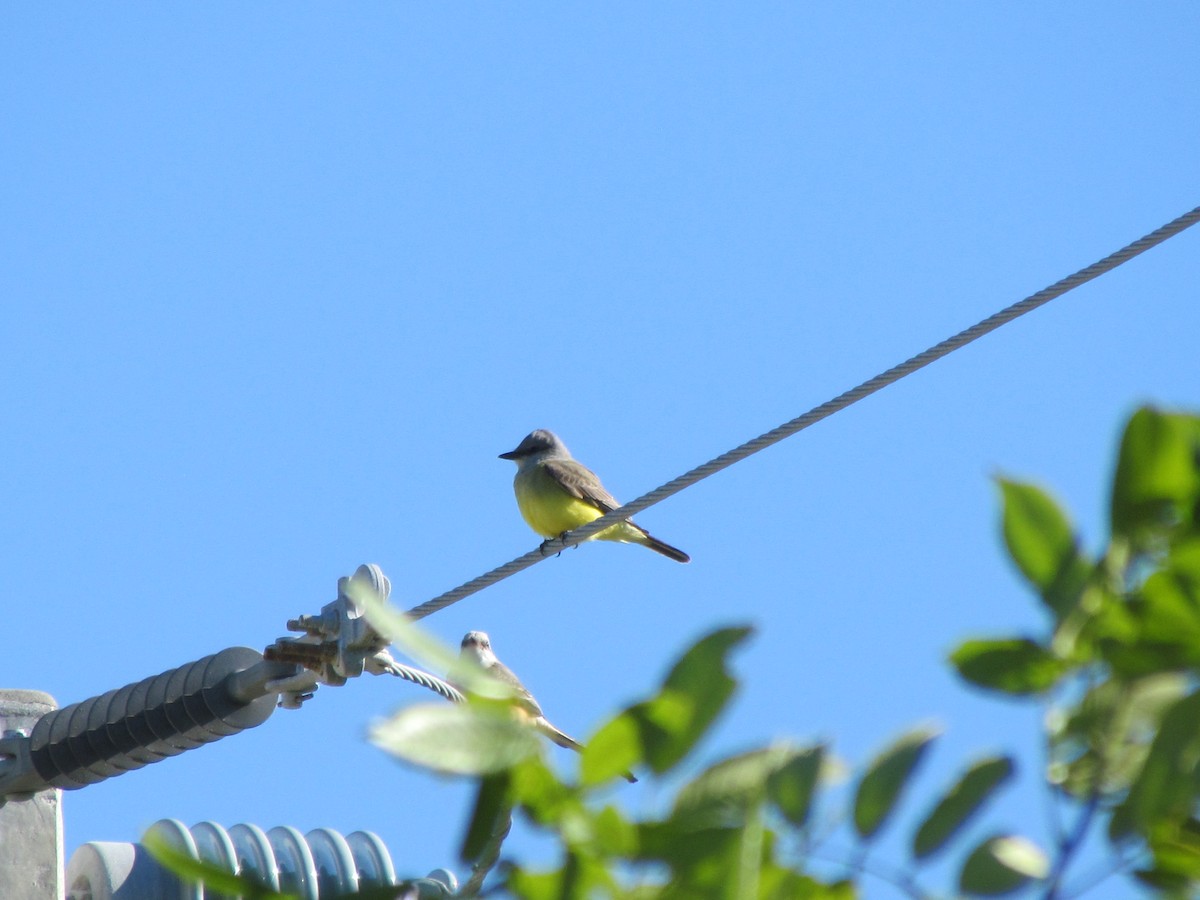 Western Kingbird - ML608758982
