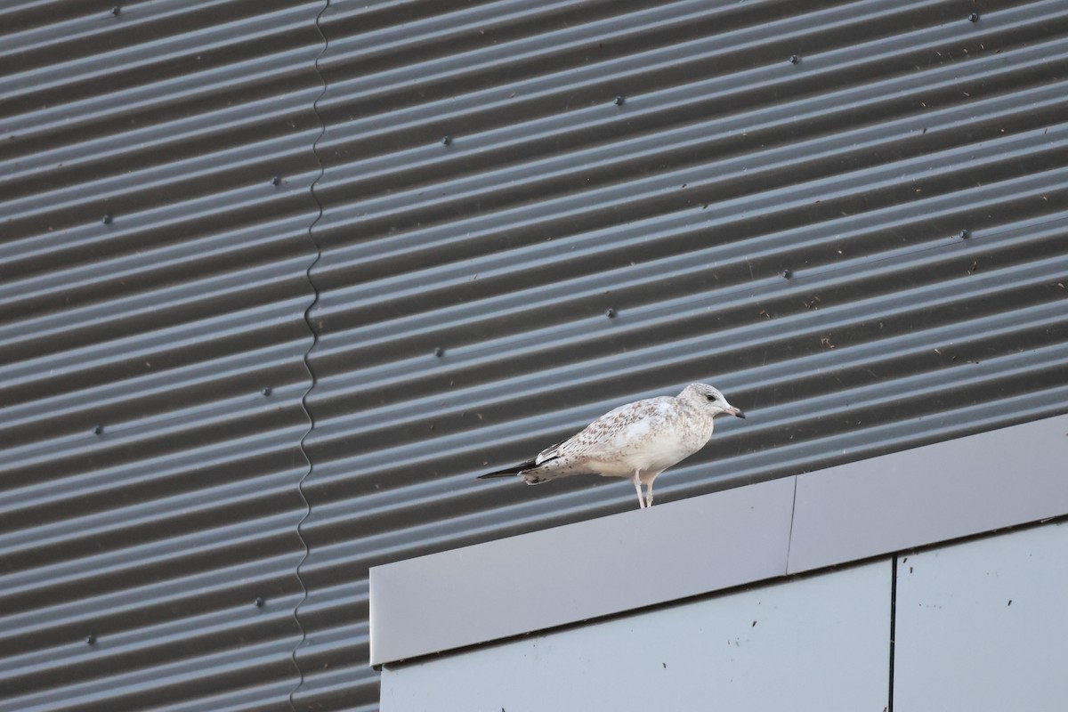 Ring-billed Gull - ML608759001