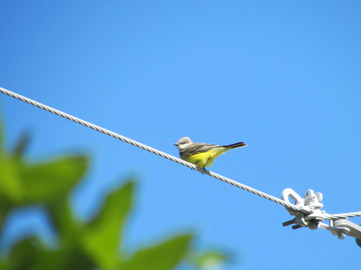 Western Kingbird - ML608759027