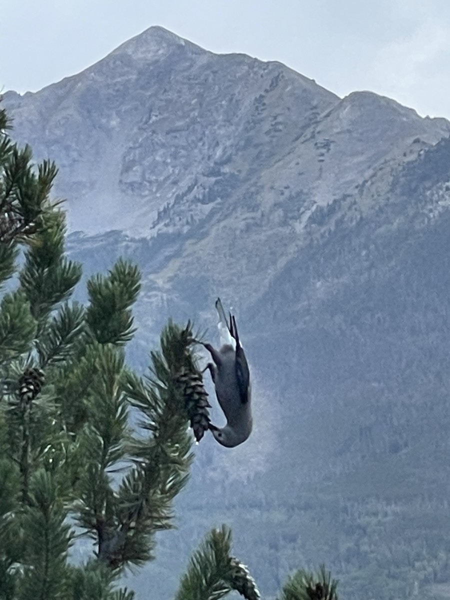 Clark's Nutcracker - Vicki King