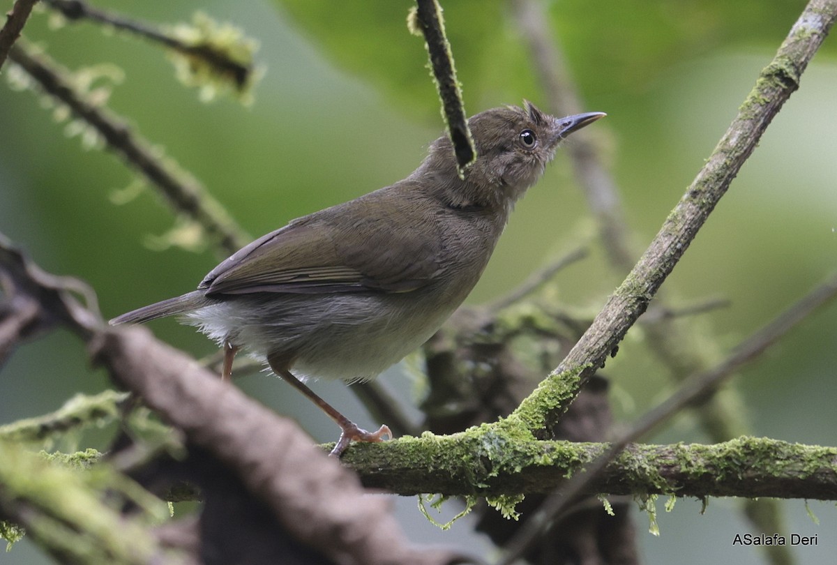 オリーブコムシクイ（toroensis／kamitugaensis） - ML608759231