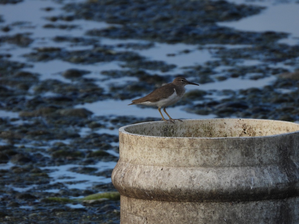 Spotted Sandpiper - 承恩 (Cheng-En) 謝 (HSIEH)