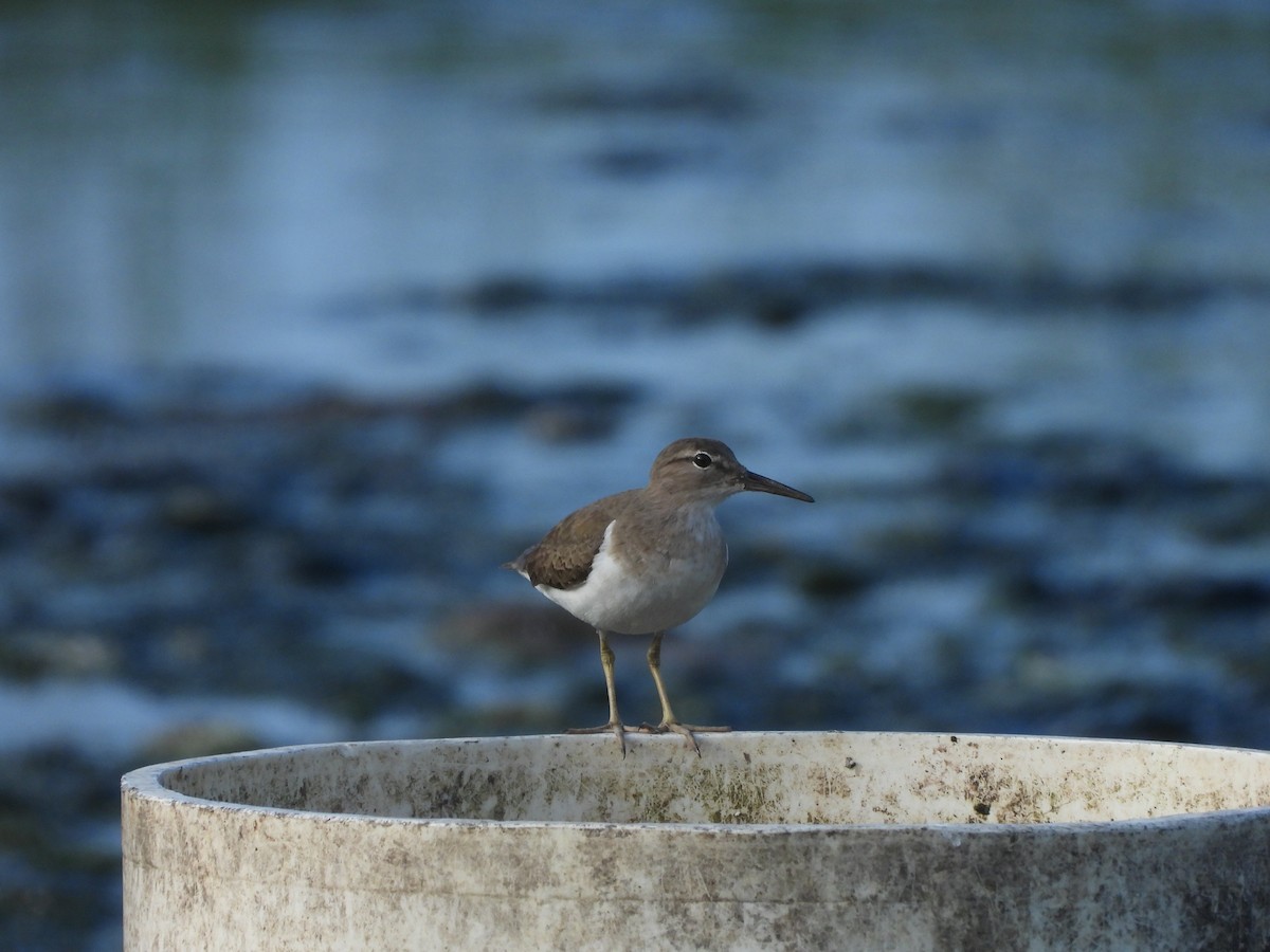 Spotted Sandpiper - 承恩 (Cheng-En) 謝 (HSIEH)