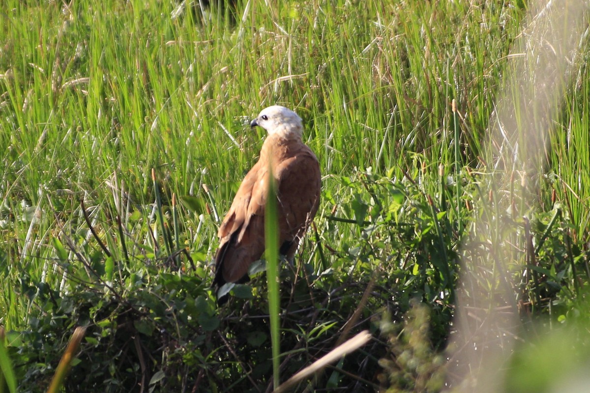 Black-collared Hawk - ML608759643