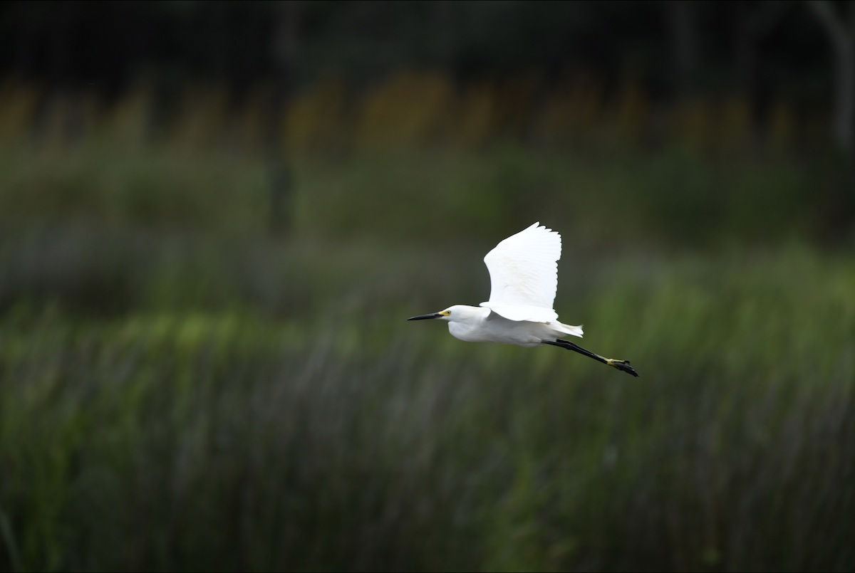 Snowy Egret - ML608759659