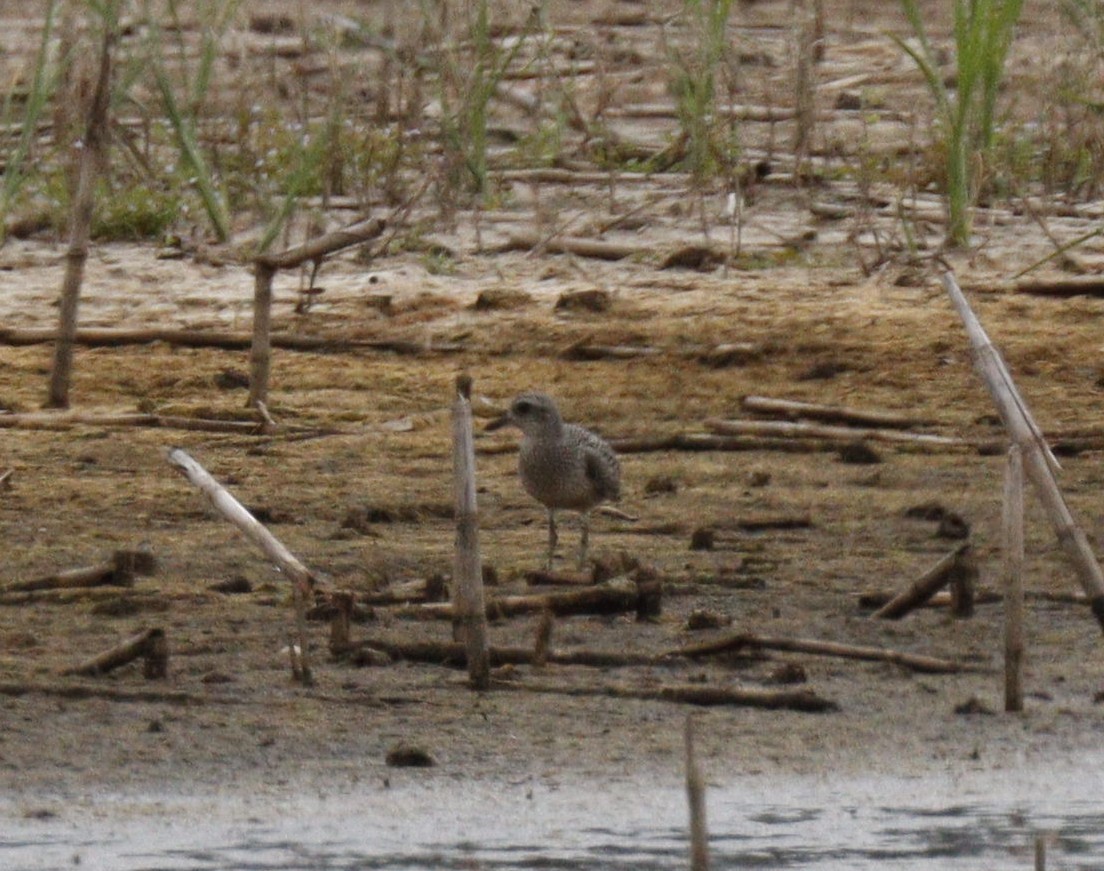 Black-bellied Plover - ML608759667