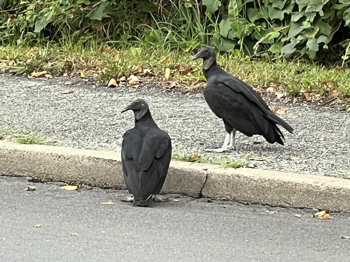 kondor havranovitý - ML608759672