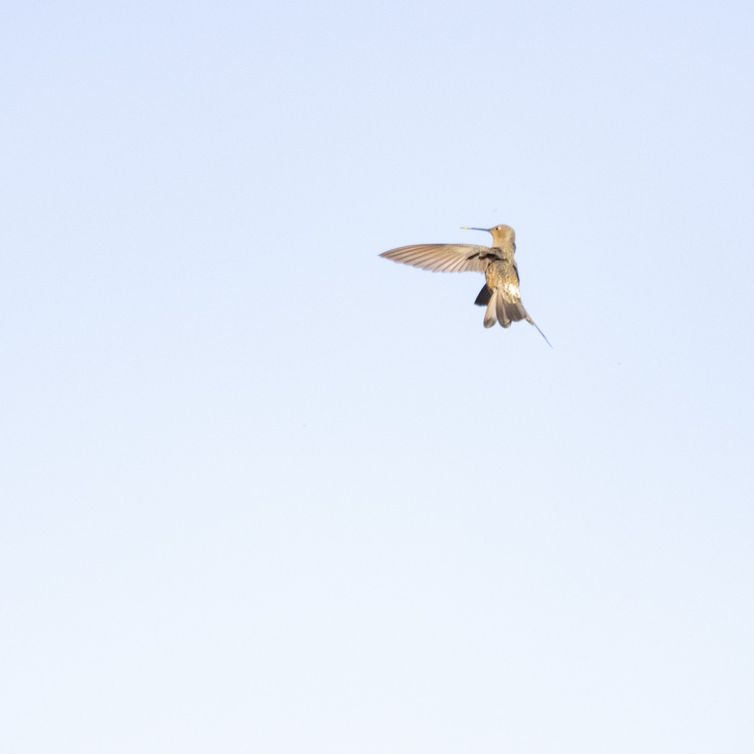 Исполинский колибри - ML608759678