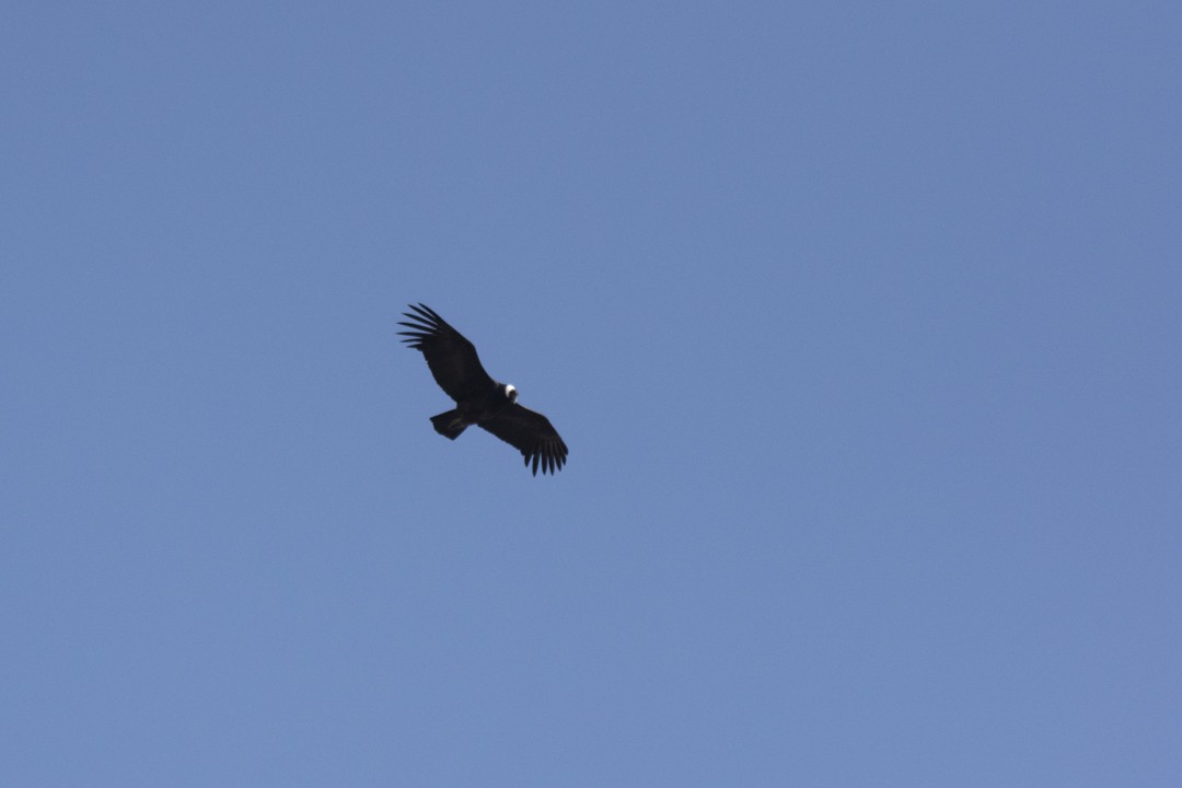 Andean Condor - Felipe Ríos Silva