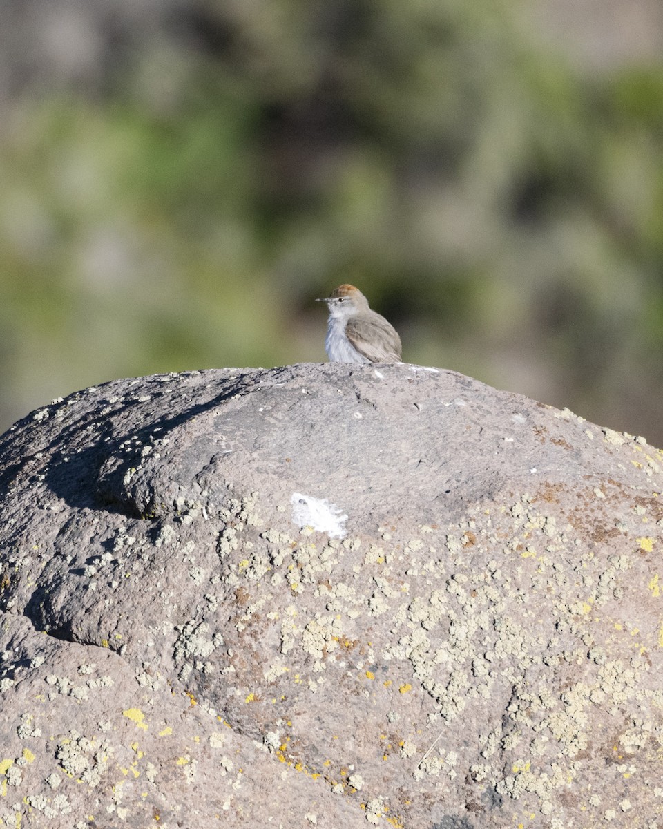 White-browed Ground-Tyrant - ML608759702