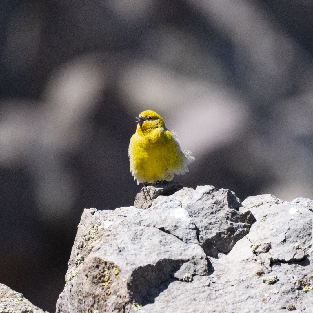 Greater Yellow-Finch - ML608759705