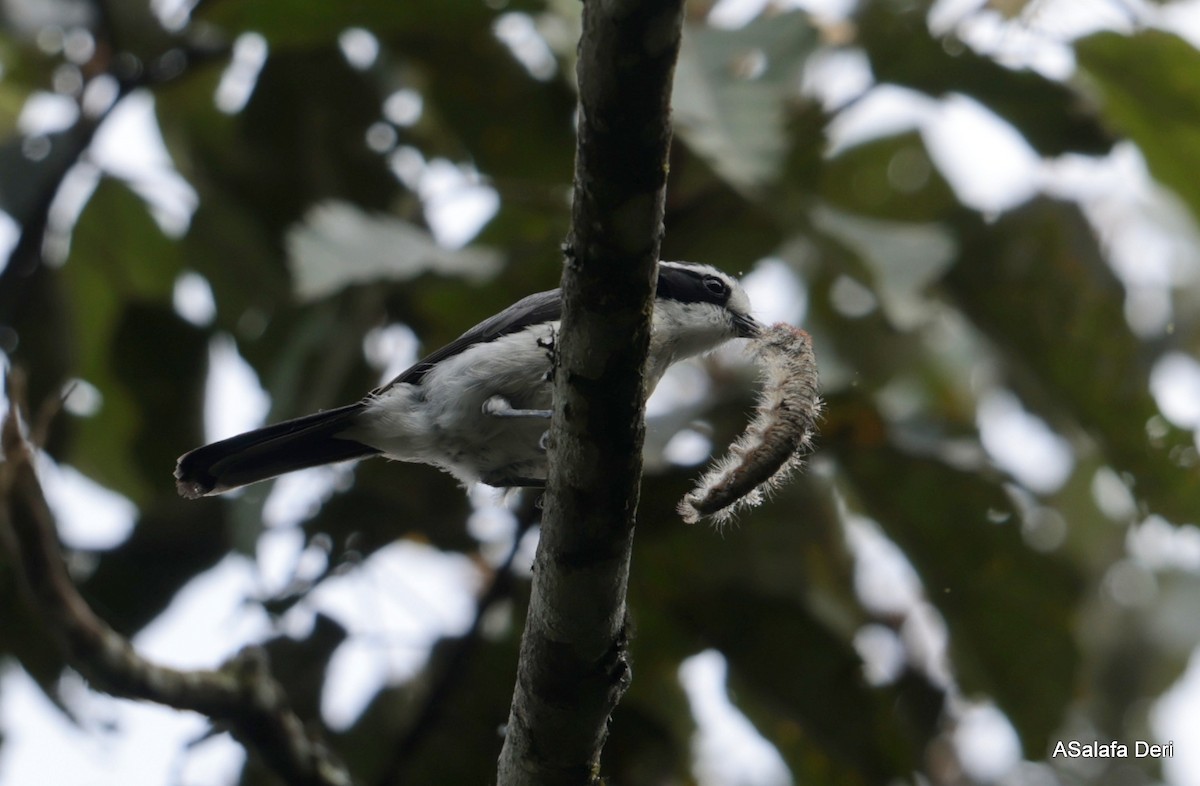 Gray-green Bushshrike - ML608759728