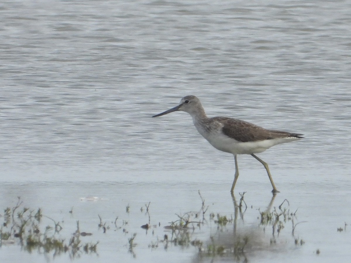 Common Greenshank - ML608759740