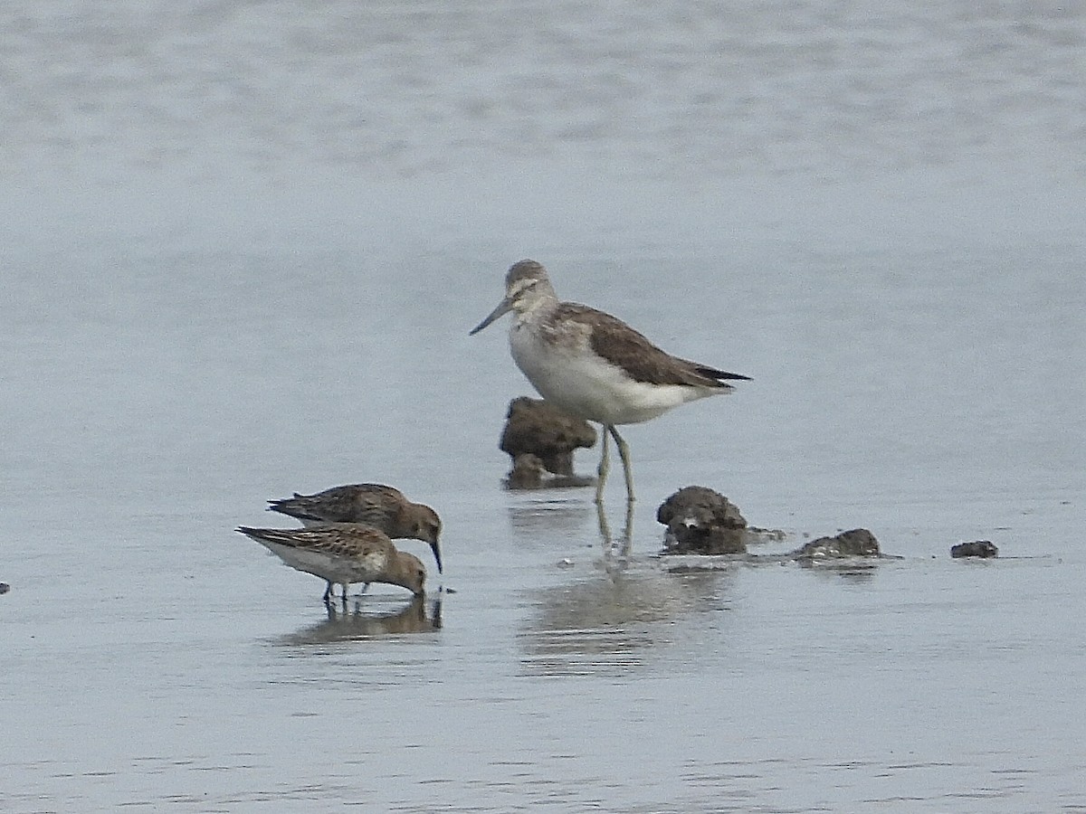 Common Greenshank - ML608759741