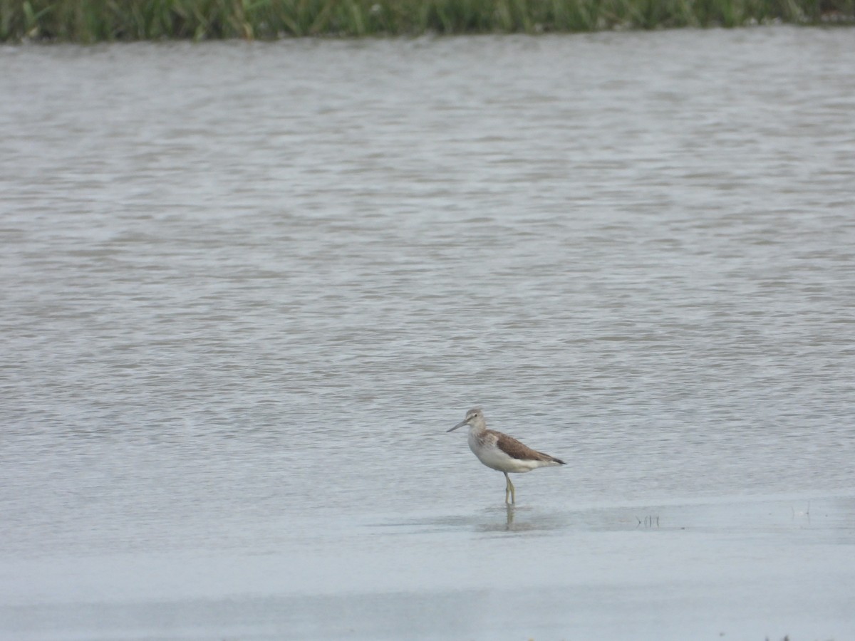 Common Greenshank - ML608759742