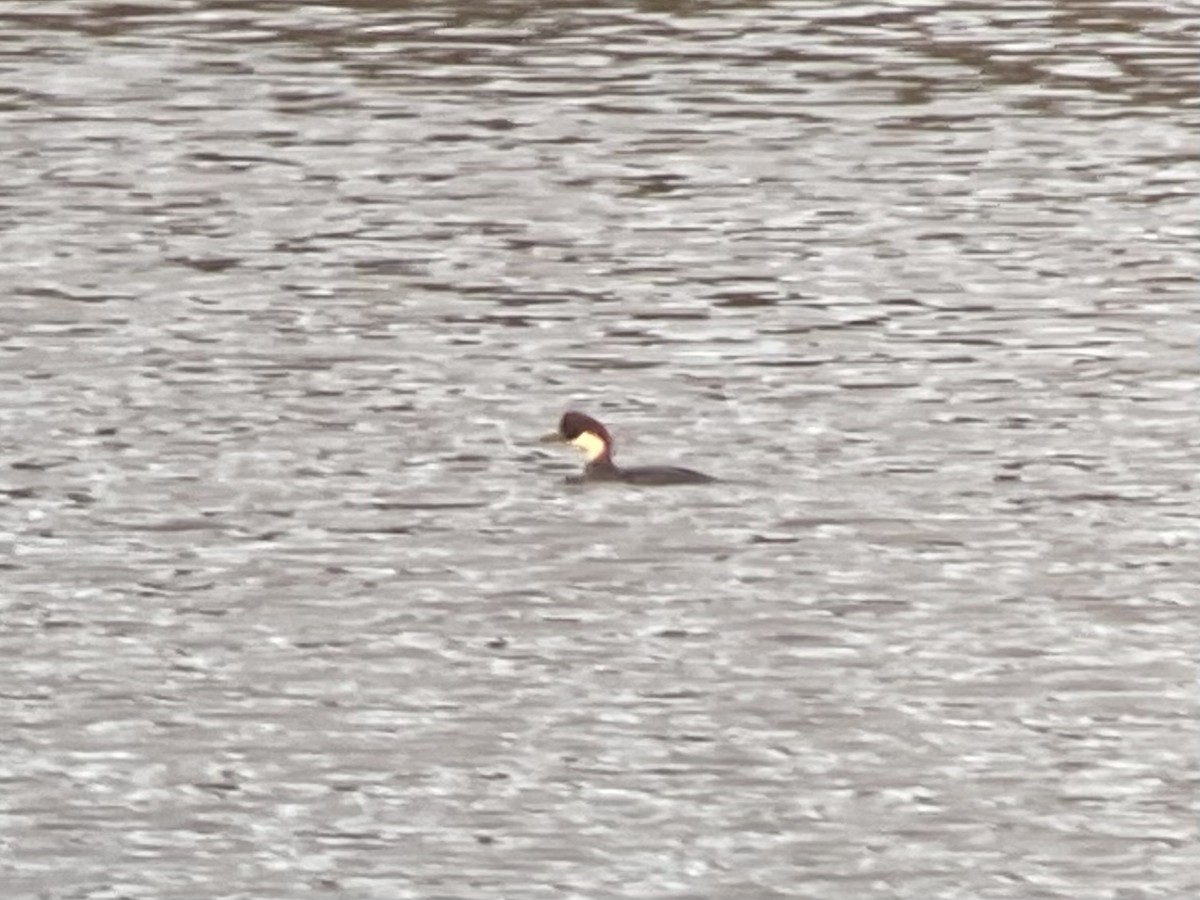 Smew - ML608759768