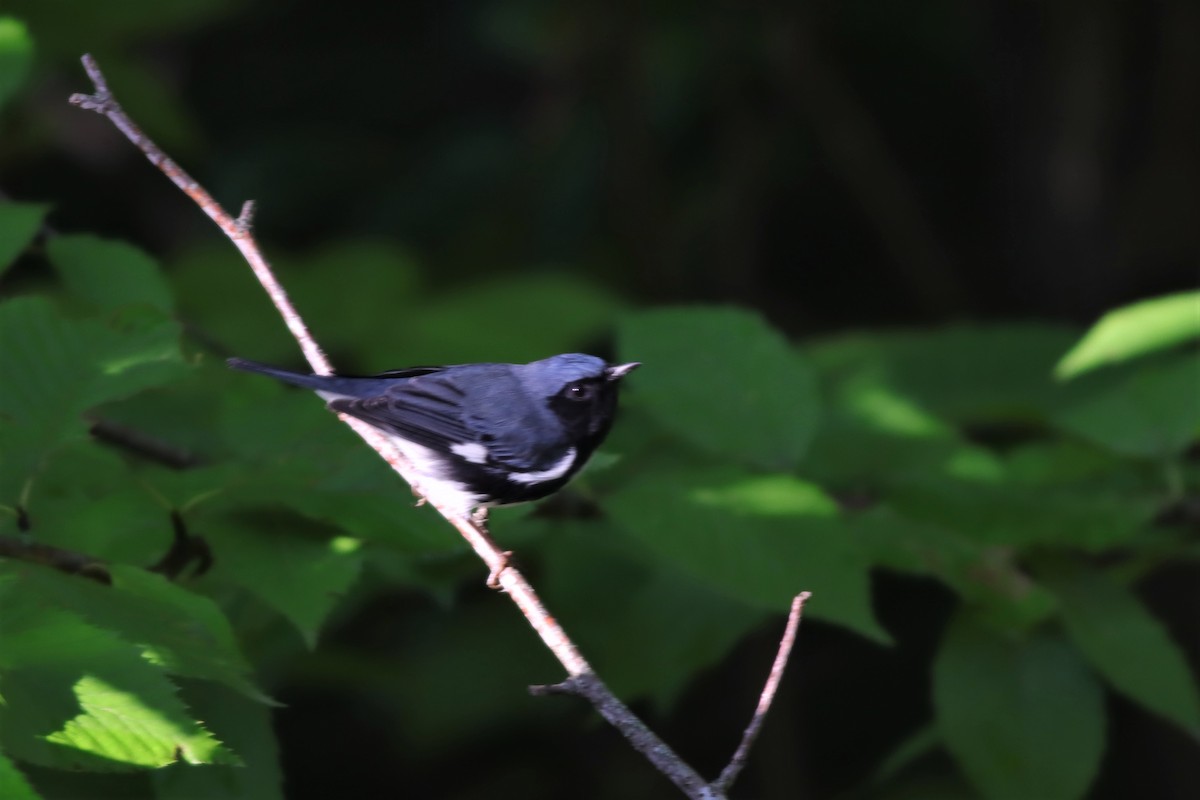 Black-throated Blue Warbler - Margaret Viens