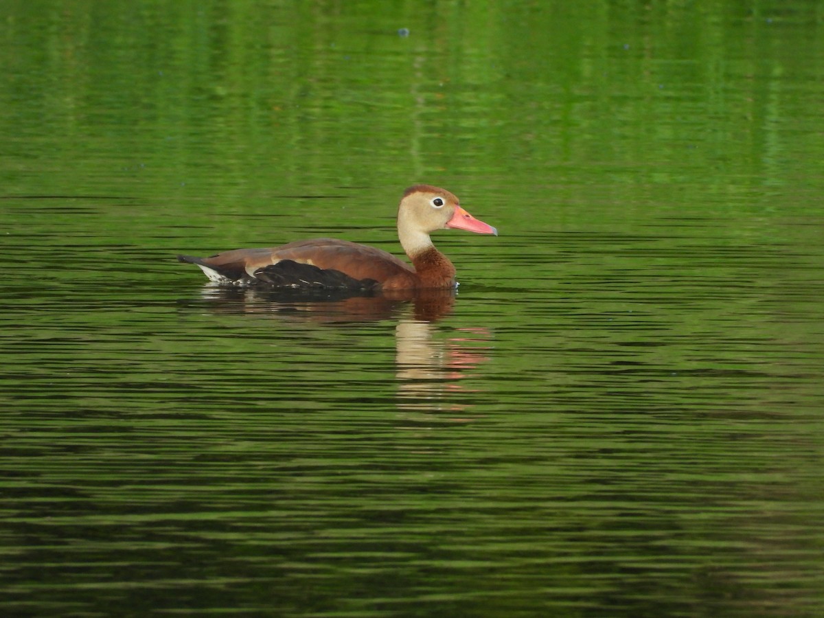 Black-bellied Whistling-Duck - 承恩 (Cheng-En) 謝 (HSIEH)