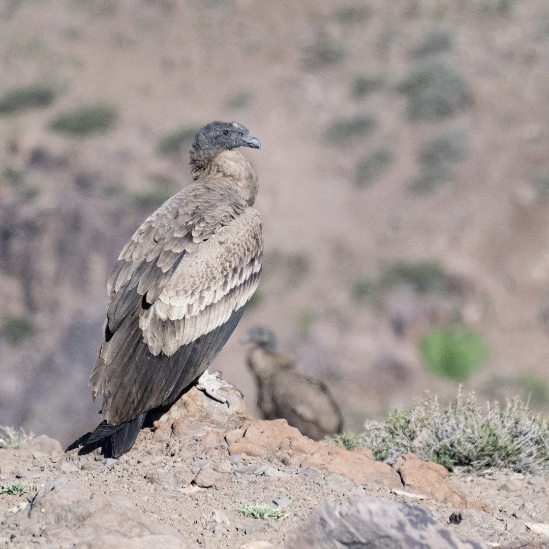 Andean Condor - ML608759804