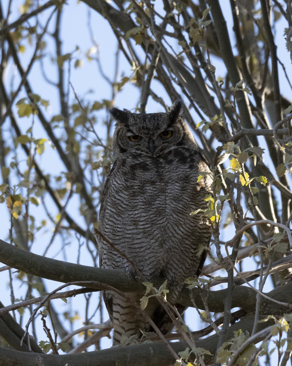 Lesser Horned Owl - ML608759808